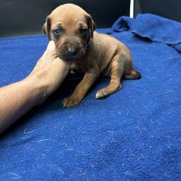 Girl 3 (Purple) - Rd whtn blk nose female Rhodesian Ridgeback puppy in Ocala, Florida from DogWood Kennels