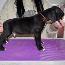 Jameson - Black and white male Great Dane puppy in Chapmansboro, Tennessee from Balthrop Bend Farms