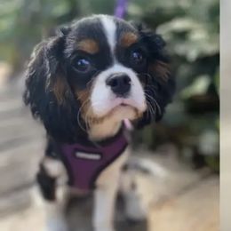 Dixie - Cavalier King Charles Spaniel