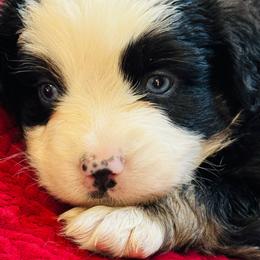 Presley - Black tri female Miniature American Shepherd puppy in Jonesborough, Tennessee from Bouchard’s Best Shepherds