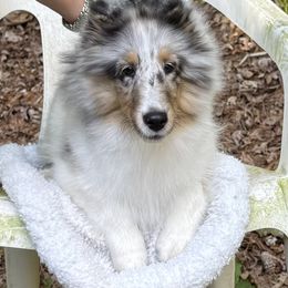 Girl 1 - Blue merle white and tan female Shetland Sheepdog puppy in Chapel Hill, North Carolina from Solange Shelties
