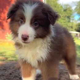 Ducky - Red & white male Miniature Australian Shepherd puppy in Williamson County, Texas from Raising Star Ranch Toy and Mini Aussies
