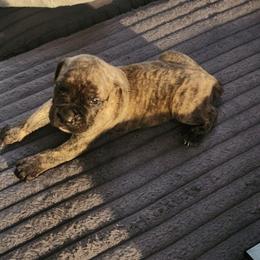 Orange collard male - Black brindle male Cane Corso puppy in Bristol, Connecticut from Family Corso Kennels