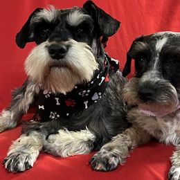 Miniature Schnauzers from Ka-Lee Rose Miniature Schnauzer’s