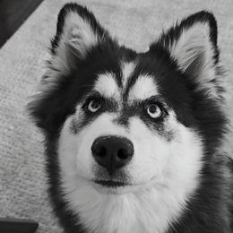 GAMBIT - Pomsky