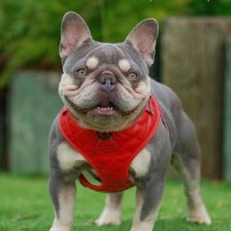 Ace - French Bulldog