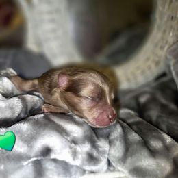 Chocolate merle - Chocolate merle male Pomeranian puppy in Salem, Oregon from Valley Aussies