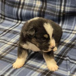 Lena - Black tri female Miniature Australian Shepherd puppy in Leonard, Texas from Tin Roof Aussies