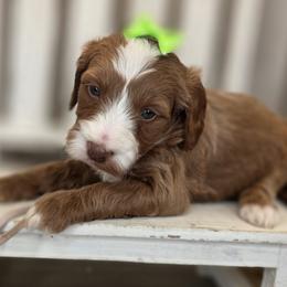 Blossom - Red  female Goldendoodle puppy in Decatur, Tennessee from Diamond's Doodles