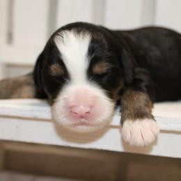 Tri Girl 6 - Tri-color female Bernedoodle puppy in Belgreen, Alabama from Scott’s Farm Poodles and Doodles