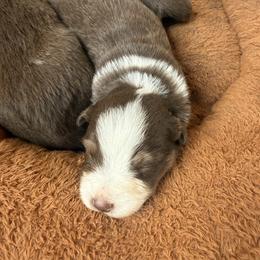 Brick - Red tri male Miniature Australian Shepherd puppy in Gatesville, Texas from Southern Promise Aussie’s