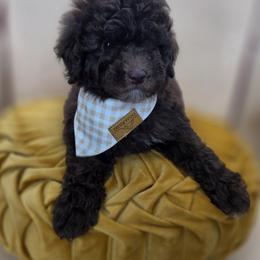 Jellybean - Chocolate male Goldendoodle puppy in Decatur, Tennessee from Diamond's Doodles