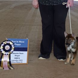 Maddy - Black sesame female Shikoku puppy in Virginia from Hachidori Sou