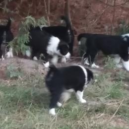 English Shepherd Puppies from ThreeDarkBays English Shepherds