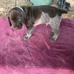 German Shorthaired Pointer Puppies from Black vermillion pointers