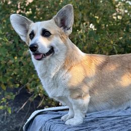 Penny - Pembroke Welsh Corgi