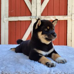 Inari - Black and tan female Shiba Inu puppy in Sacramento, California from Shiba Inu of Matrix