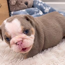 Mabel - Lilac tri-color female Bulldog puppy in Bell Gardens, California from G bulldogs