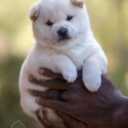Shiba Inu Puppies from Evenfalls Shiba Inu