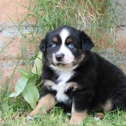 Marshall - male Miniature Australian Shepherd puppy in Sonoita, Arizona from Gardner Canyon Kennels