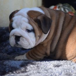 Halo - Red and white female Bulldog puppy in Bradleyville, Missouri from HurstBulldogs
