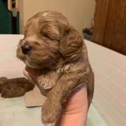 Rex - Red male Australian Labradoodle puppy in Spring City, Tennessee from Beck ‘N Ridge Australian Labradoodles
