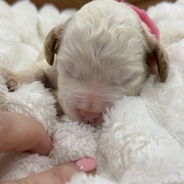 Snowbelle (Pink collar) - Parti female Goldendoodle puppy in Ruthorfordton, North Carolina from Duncan Doodles Goldendoodles