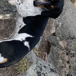 Hero - Dachshund