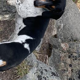 Hero - Dachshund