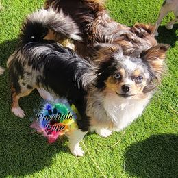 Willow - Chihuahua