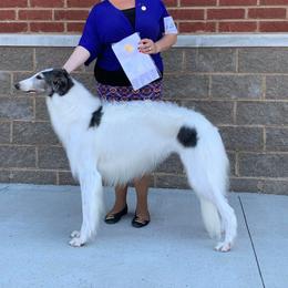 Leisel - Borzoi