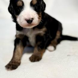 Eleven- Turquoise collar girl - Tri-color female Bernedoodle puppy in Colorado Springs, Colorado from Mercy Mountain Bernedoodles