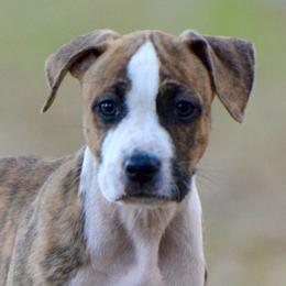 Boone - Brown brindle male American Staffordshire Terrier puppy in St. Augustine, Florida from LBK & Ancient City