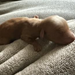 Boone - Brown male Double Doodle puppy in Hendersonville, Tennessee from My Sweetest Doodle