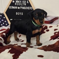 Brave-Green collar - Black male German Pinscher puppy in Chatham, Virginia from Wild Mountain Haven K9