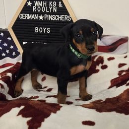 Brave-Green collar - Black male German Pinscher puppy in Chatham, Virginia from Wild Mountain Haven K9