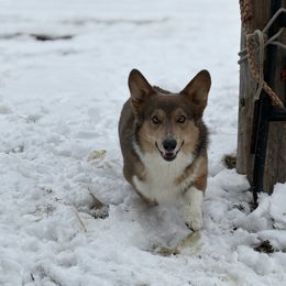 Slick - Pembroke Welsh Corgi