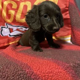 Dachshund Puppies from Abby Stuart