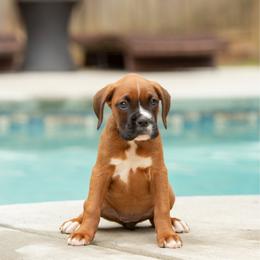 Pink - Fawn female Boxer puppy in Georgia from Stephanie’s Boxers