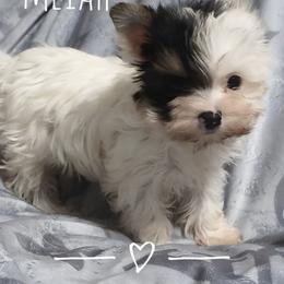 Meiah - Parti female Yorkshire Terrier puppy in Michigan from Breny