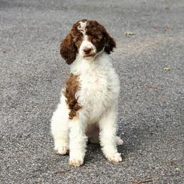 Sally - Parti female Poodle puppy in Dover, Delaware from Dogtastic Poodles