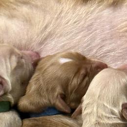 Dark blue collar - Dark golden male Golden Retriever puppy in Indianapolis, Indiana from ZuGolden Retrievers & Doodles