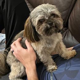 Shih Tzus from Ellis Shih Tzus