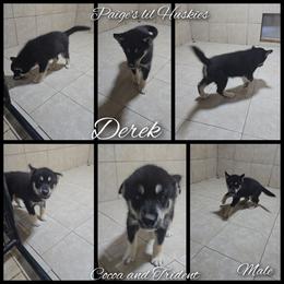 Derek - Black tan and white male Siberian Husky puppy in Bloomfield, Indiana from Paiges lil huskies