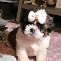Peach - Red and white female Shih Tzu puppy in North Carolina from WillowCreek Mountain View Shih Tzu