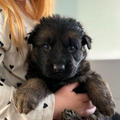 Sally - Black and red female German Shepherd puppy in Fielding, Utah from Legacy Shepherds