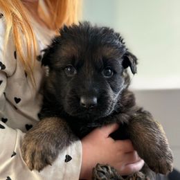 Sally - Black and red female German Shepherd puppy in Fielding, Utah from Legacy Shepherds