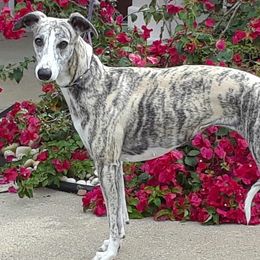 Whippets from Merakiwhippets