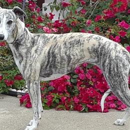 Whippets from Merakiwhippets
