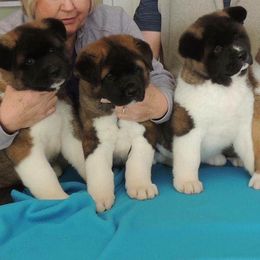 Akita Puppies from Chelsea's Akitas